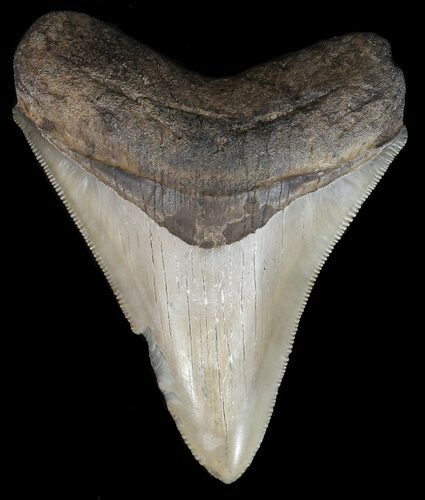 Serrated, Fossil Megalodon Tooth - Georgia #45114